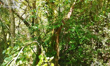 TERRENO CON MANANTIAL AREA BOSCOSA Y DE SIEMBRA