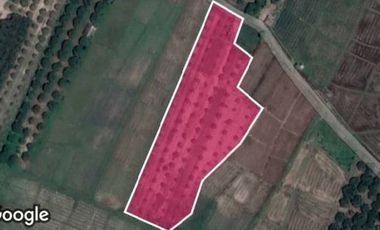 Land for sale in longan garden, 4 rai 70 sqWa. 4.4Mbaht, free transfer, road, water, electricity, Ban Mae Subdistrict, San Pa Tong District, Chiang Mai Province