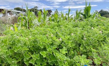 Terreno en venta en sector berbena a pocos minutos del barrio San Francisco de la parroquia Malacatos