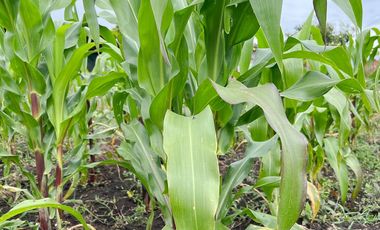 Terreno en venta en sector berbena a pocos minutos del barrio San Francisco de la parroquia Malacatos