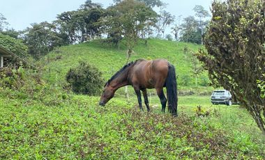Venta Hacienda Ganadera Gualéa - Pacto en San Luis Alto Vía Calacalí 205 Hectáreas $1'100.000