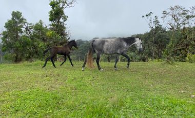 Venta Hacienda Ganadera Gualéa - Pacto en San Luis Alto Vía Calacalí 205 Hectáreas $1'100.000