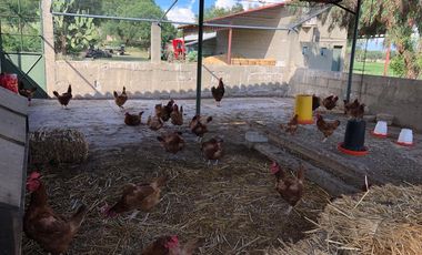 BONITO RANCHO AGRICOLA EN DOL. HGO CON CASA, CABALLERIZAS, POZO, DE OPORTUNIDAD