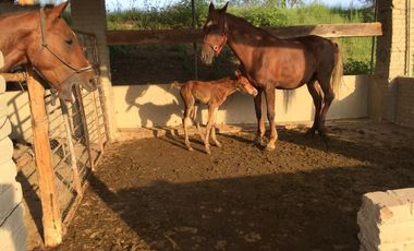 BONITO RANCHO AGRICOLA EN DOL. HGO CON CASA, CABALLERIZAS, POZO, DE OPORTUNIDAD