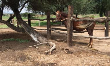 BONITO RANCHO AGRICOLA EN DOL. HGO CON CASA, CABALLERIZAS, POZO, DE OPORTUNIDAD