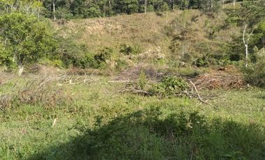 VENDO FINCA DE TRABAJO EN AMALFI ANTIOQUIA.