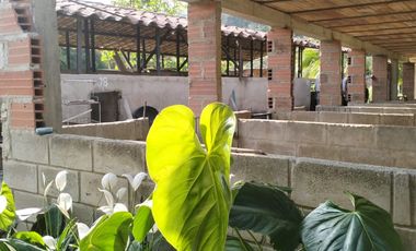 VENDO FINCA DE TRABAJO EN AMALFI ANTIOQUIA.