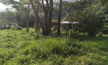 VENDO FINCA DE TRABAJO EN AMALFI ANTIOQUIA.