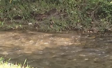 VENDO FINCA DE TRABAJO EN AMALFI ANTIOQUIA.