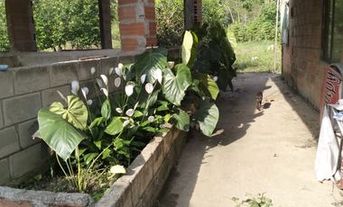 VENDO FINCA DE TRABAJO EN AMALFI ANTIOQUIA.