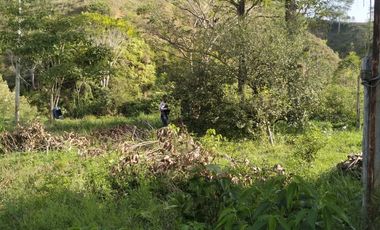 VENDO FINCA DE TRABAJO EN AMALFI ANTIOQUIA.