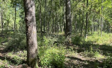 Muy lindas Parcelas rodeadas de bosque nativo entre Villarrica y Pucón