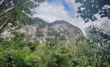 10 Rai of palm plantation with an amazing cliff for rent in Khaothong, Krabi.