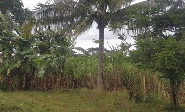 AGRICULTURAL LOT FOR SALE IN CALATAGAN