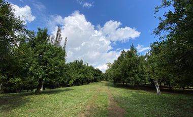 Farm land for sale in Wiang Pa Pao, Chiang Rai