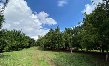 Farm land for sale in Wiang Pa Pao, Chiang Rai