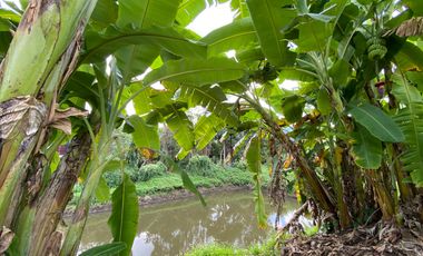 Farm land for sale in Wiang Pa Pao, Chiang Rai