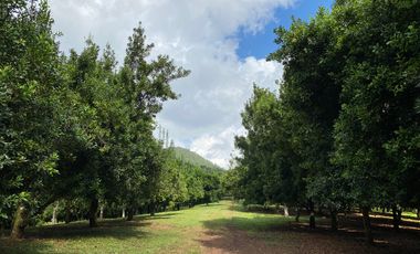 Farm land for sale in Wiang Pa Pao, Chiang Rai