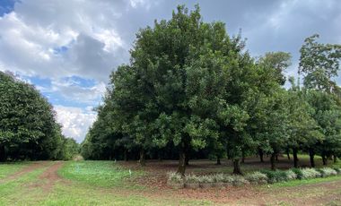 Farm land for sale in Wiang Pa Pao, Chiang Rai