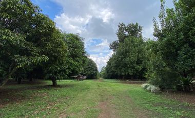 Farm land for sale in Wiang Pa Pao, Chiang Rai