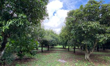 Farm land for sale in Wiang Pa Pao, Chiang Rai