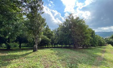 Farm land for sale in Wiang Pa Pao, Chiang Rai