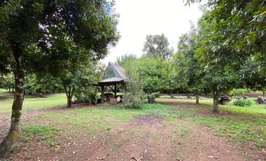 Farm land for sale in Wiang Pa Pao, Chiang Rai