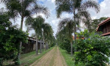 Farm land for sale in Wiang Pa Pao, Chiang Rai
