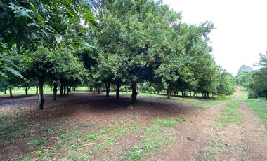 Farm land for sale in Wiang Pa Pao, Chiang Rai