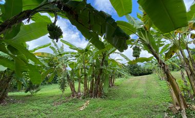 Farm land for sale in Wiang Pa Pao, Chiang Rai