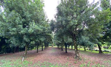 Farm land for sale in Wiang Pa Pao, Chiang Rai