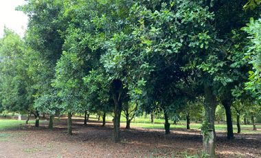 Farm land for sale in Wiang Pa Pao, Chiang Rai