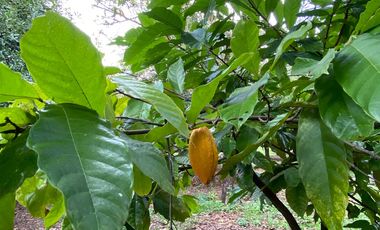 Farm land for sale in Wiang Pa Pao, Chiang Rai