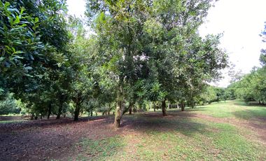 Farm land for sale in Wiang Pa Pao, Chiang Rai