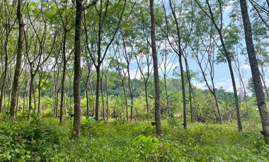 12 rai of rubber plantation for sale in the midst of nature in Thai Mueang, Phang-nga.