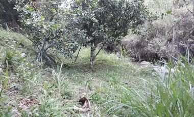 ! EXCELENTE OPORTUNIDAD! TERRENO DE UNA HECTÁREA ENTRE YOLOMBÓ Y YALÍ ANTIOQUIA.