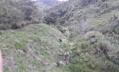 ! EXCELENTE OPORTUNIDAD! TERRENO DE UNA HECTÁREA ENTRE YOLOMBÓ Y YALÍ ANTIOQUIA.