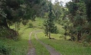 FINCA EN GUARNE