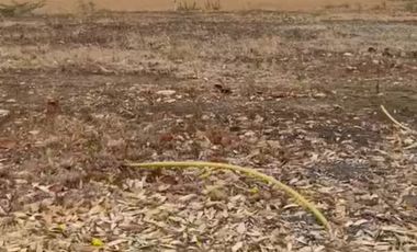 Terrenos de Venta en Isla Mocolí