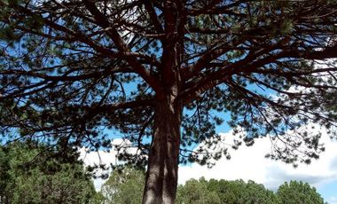 LOTES ECOLOGICOS PARA CABAÑAS ,CASA DE CAMPO O PROYECTO DE PERMACULTURA.