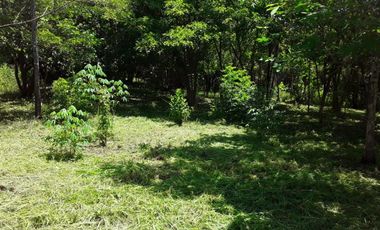 VENDO FINCA PEQUEÑA EN COPECITO EL ESPINO SAN CARLOS PANAMÁ