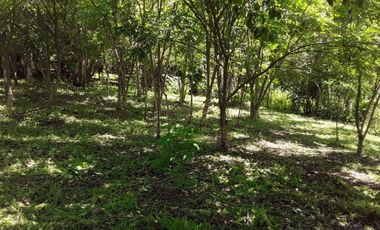 VENDO FINCA PEQUEÑA EN COPECITO EL ESPINO SAN CARLOS PANAMÁ
