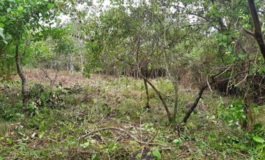 VENDO FINCA PEQUEÑA EN COPECITO EL ESPINO SAN CARLOS PANAMÁ