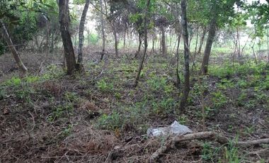 VENDO FINCA PEQUEÑA EN COPECITO EL ESPINO SAN CARLOS PANAMÁ