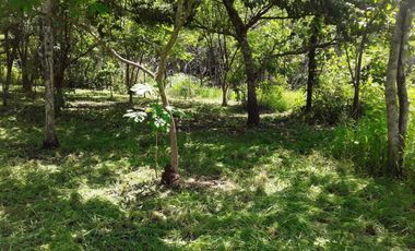 VENDO FINCA PEQUEÑA EN COPECITO EL ESPINO SAN CARLOS PANAMÁ