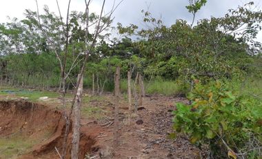 VENDO FINCA PEQUEÑA EN COPECITO EL ESPINO SAN CARLOS PANAMÁ