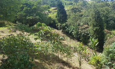 Venta Finca para Ganado y/o Agricultura Angelópolis Antioquia