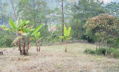 Venta Finca para Ganado y/o Agricultura Angelópolis Antioquia
