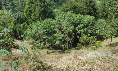 Venta Finca para Ganado y/o Agricultura Angelópolis Antioquia