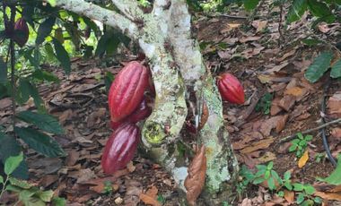 Se Vende Finca en Lebrija Santander